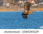 Young white tailed eagle flying over water