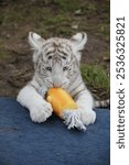 A young white tiger is playing with a toy