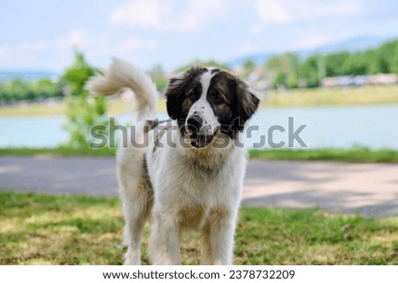 Young white Tornjak, shepher dog with lake in background