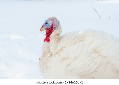 Young White Turkey Walks In The Snow On Winter Grazing Close-up