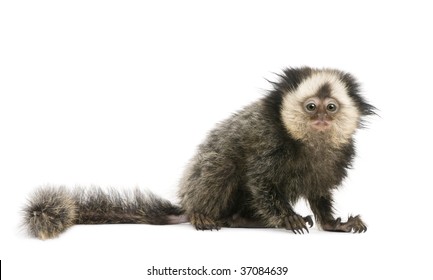 Young White-headed Marmoset, Callithrix geoffroyi, 5 months old, in front of white background, studio shot