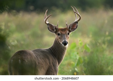 Young Whitetail Buck In A Green Field With Antlers, Looking At Viewer. 