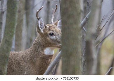young whitetail deer buck