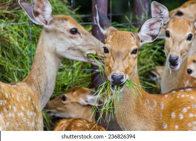 Deer Eating Plants Images, Stock Photos & Vectors | Shutterstock
