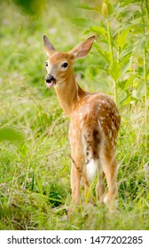 Young Whitetail Deer Fawn In The Tall Grassy Field.  