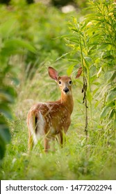 Young Whitetail Deer Fawn In The Tall Grassy Field.  