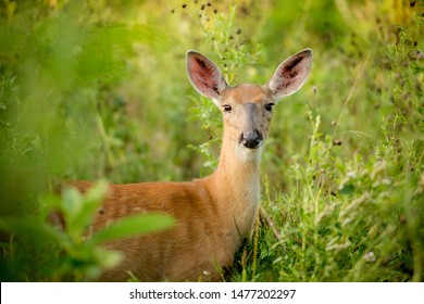 Young Whitetail Deer Fawn In The Tall Grassy Field.  