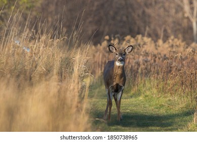 Young white-tailed deer in autumn