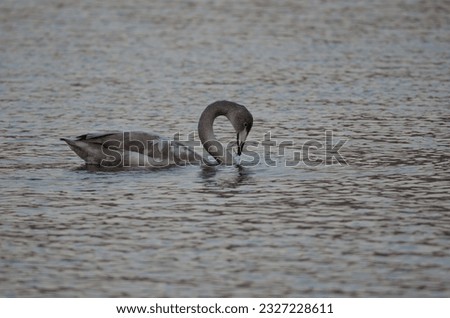 Young whooper swan Cygnus cygnus eating. Lake Akan. Akan Mashu National Park. Hokkaido. Japan.