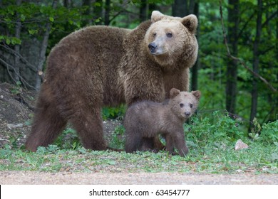 Young Wild Bear In The Forest Near Sinaia, Romania. Here Bears Got Used To Be Fed By Tourists And This Became A Problem Both For Humans And Bears.