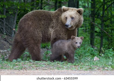 Young Wild Bear In The Forest Near Sinaia, Romania. Here Bears Got Used To Be Fed By Tourists And This Became A Problem Both For Humans And Bears.