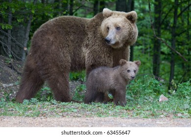 Young Wild Bear In The Forest Near Sinaia, Romania. Here Bears Got Used To Be Fed By Tourists And This Became A Problem Both For Humans And Bears.