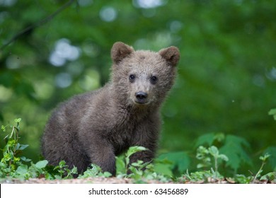 Young Wild Bear In The Forest Near Sinaia, Romania. Here Bears Got Used To Be Fed By Tourists And This Became A Problem Both For Humans And Bears.