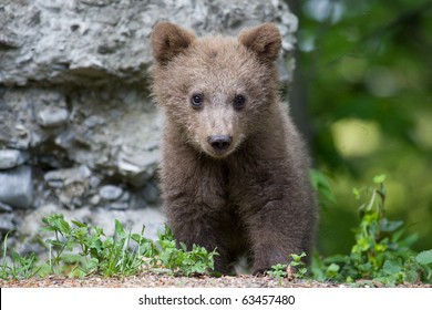 Young Wild Bear In The Forest Near Sinaia, Romania. Here Bears Got Used To Be Fed By Tourists And This Became A Problem Both For Humans And Bears.