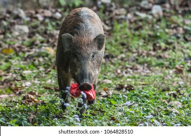 Young Wild Boar (Scientifical Name Sus Scrofa) Are Eating Food Scraps In Plastic Bags,pollution Concept