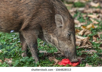 Young Wild Boar (Scientifical Name Sus Scrofa) Are Eating Food Scraps In Plastic Bags,pollution Concept