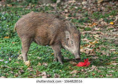 Young Wild Boar (Scientifical Name Sus Scrofa) Are Eating Food Scraps In Plastic Bags,pollution Concept