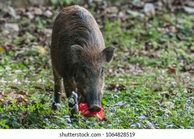 Young Wild Boar (Scientifical Name Sus Scrofa) Are Eating Food Scraps In Plastic Bags,pollution Concept