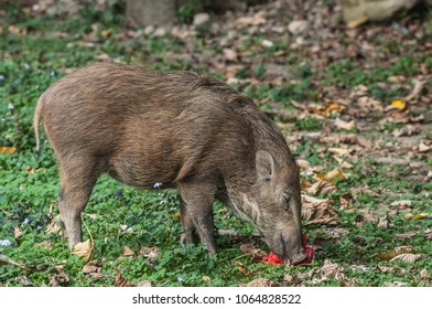 Young Wild Boar (Scientifical Name Sus Scrofa) Are Eating Food Scraps In Plastic Bags,pollution Concept