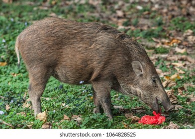 Young Wild Boar (Scientifical Name Sus Scrofa) Are Eating Food Scraps In Plastic Bags,pollution Concept