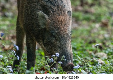 Young Wild Boar (Scientifical Name Sus Scrofa) Are Eating Food Scraps In Plastic Bags,pollution Concept