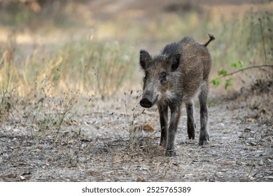 Young wild boar walking in a dry forest path during late summer. A juvenile wild boar forages in its natural habitat, surrounded by dry grass and scattered leaves. - Powered by Shutterstock