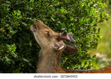 The Young Wild Deer In Killarney National Park, Near The Town Of Killarney, County Kerry, Ireland