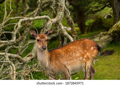 A Young Wild Deer In Killarney National Park, Near The Town Of Killarney, County Kerry, Ireland