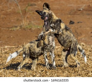 Young wild dogs playing in the veld at Zimanga Private Game Reserve in Kwa-Zulu Natal, South Africa - Shutterstock ID 1696163335