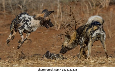 Young wild dogs playing in the veld at Zimanga Private Game Reserve in Kwa-Zulu Natal, South Africa - Shutterstock ID 1696163338