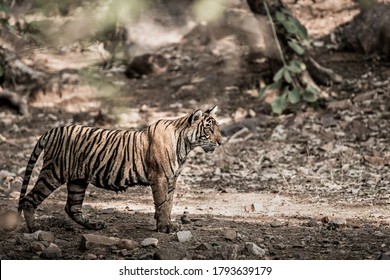 Young Wild Female Tiger Of Ranthambore Shifted To Mukundra Hills Tiger Reserve Becomes First Tigress Of This National Park Under Tiger Relocation Project In India