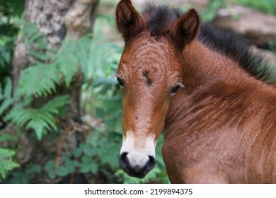 Young Wild Foal In Forest