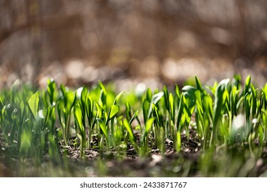 Young wild garlic (Allium ursinum) leaves in spring forest close-up. Wild edible plant in natural environment. Ramsons, buckrams, bear leek or bear's garlic