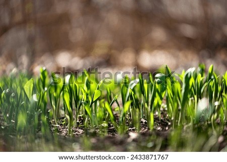 Young wild garlic (Allium ursinum) leaves in spring forest close-up. Wild edible plant in natural environment. Ramsons, buckrams, bear leek or bear's garlic