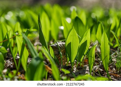 Young wild garlic leaves in the spring forest close-up. Young sprouts of Allium ursinum, known as wild garlic, ramsons, buckrams, bear leek or bear's garlic. Wild edible plant in natural environment.