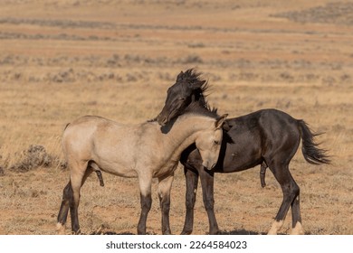 Young Wild Horses Playing in the Wyoming Desert in Autumn