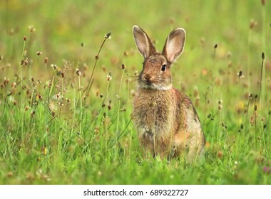 Young Wild Rabbit