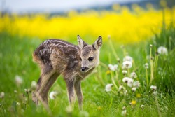 Young Wild Roe Deer In Grass, Capreolus Capreolus. New Born Roe Deer, Wild Spring Nature.