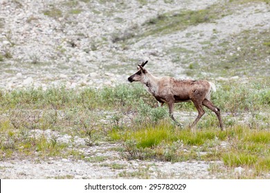 Young Wild Woodland Caribou, Rangifer Tarandus, In Natural Northern Tundra Habitat