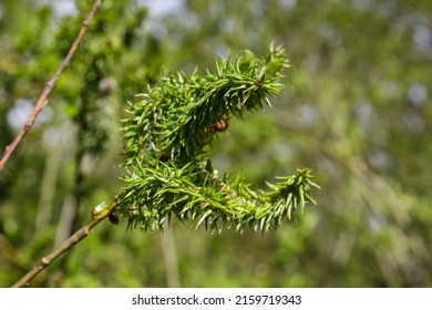 Young Willow Leaves In Spring. Close-up