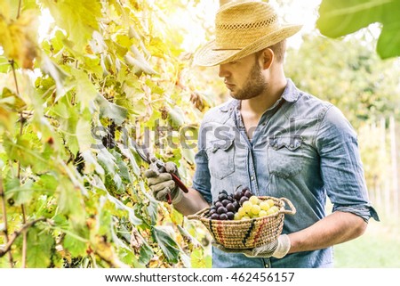 Similar – Foto Bild Trauben im Bioweinberg