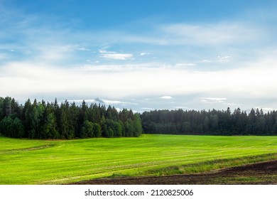 Young Winter Cereals Sown In Autumn, Near A Harvested Potato Field.