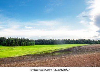 Young Winter Cereals Sown In Autumn, Near A Harvested Potato Field.