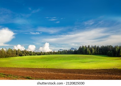 Young Winter Cereals Sown In Autumn, Near A Harvested Potato Field.