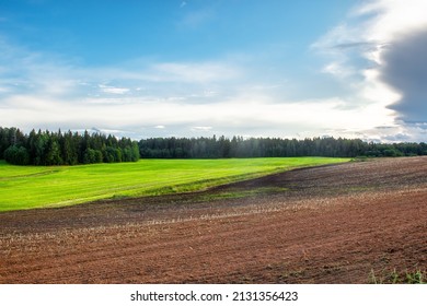 Young Winter Cereals Sown In Autumn, Near A Harvested Potato Field.