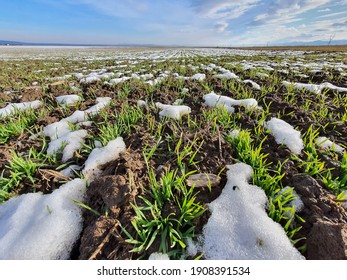 Young Winter Wheat Field During A Sunny Day.