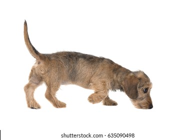 Young wire haired dachshund sniffing around seen from the side isolated on a white background