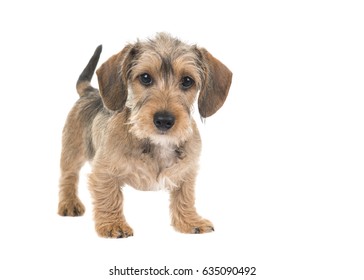 Young wire haired dachshund standing looking at the camera with waging tail isolated on a white background