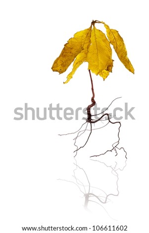 Young withered red oak, autumnal concept