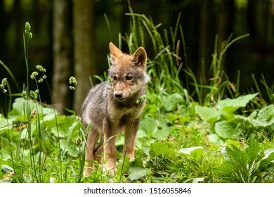 A young wolf looks around